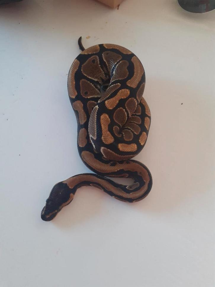 0.1 Python regius Ball Python - female for sale from Wesley