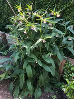 Russische smeerwortel - Vaste plant, Volle zon, Vaste plant, Zomer, Ophalen