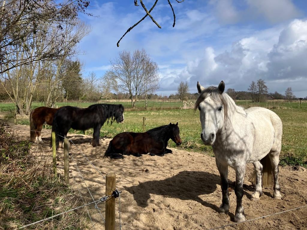 Stalhulp op kleine 'Paddock Paradise' in Bergen, Diensten en Vakmensen, Dieren | Paarden | Verzorging, Oppas en Les