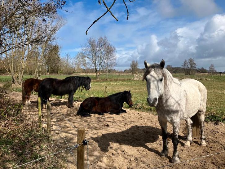 Stalhulp op kleine 'Paddock Paradise' in Bergen, Diensten en Vakmensen, Dieren | Paarden | Verzorging, Oppas en Les