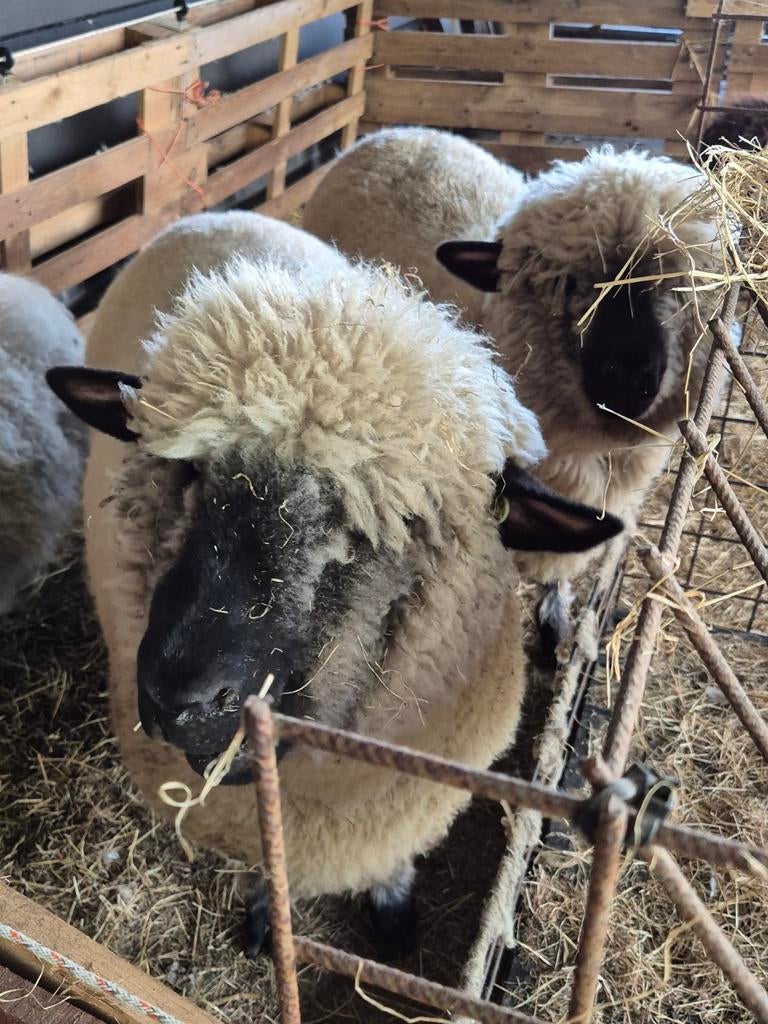 Te koop 5 hampshire down ooien., Dieren en Toebehoren, Vrouwelijk, Schaap