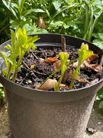 Leverkruid. Inheemse plant. Goed voor vlinders, Ophalen, Overige soorten, Volle zon