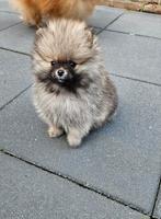 Raszuiver mini bearface pomeriaan pup, Keeshond, Reu, 8 tot 15 weken, Eén hond