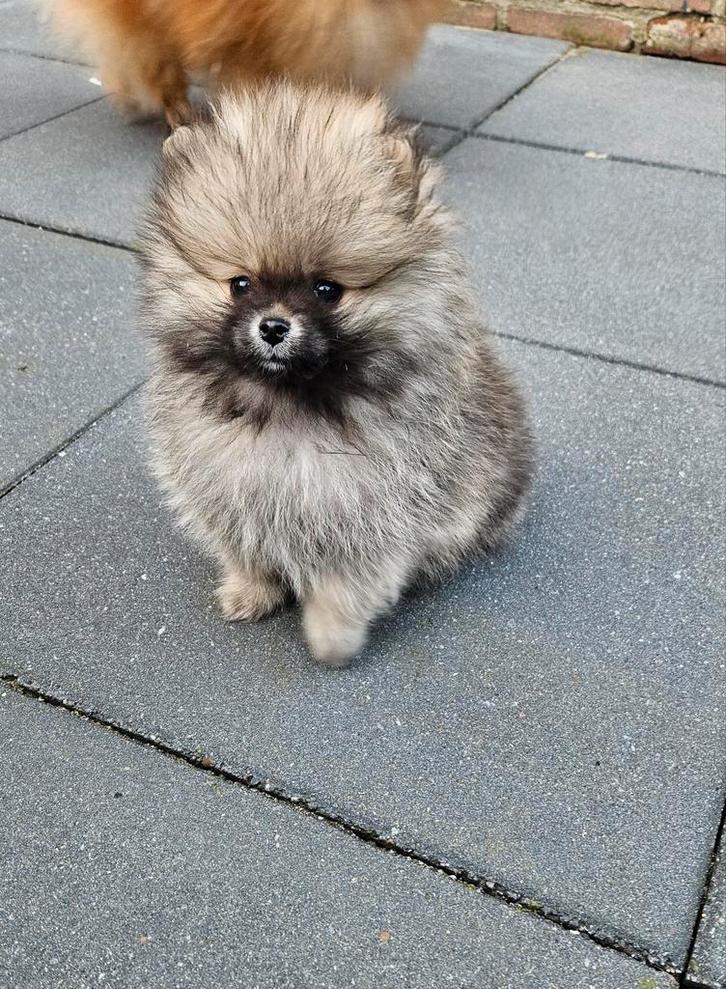 Raszuiver mini bearface pomeriaan pup, Dieren en Toebehoren, Honden | Poolhonden, Keeshonden en Oertypen, Reu, Keeshond, Particulier