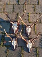 Prachtige Edelhert & Damhert schedels schild kleine prijsjes, Ophalen of Verzenden, Zo goed als nieuw, Hert, Schedel