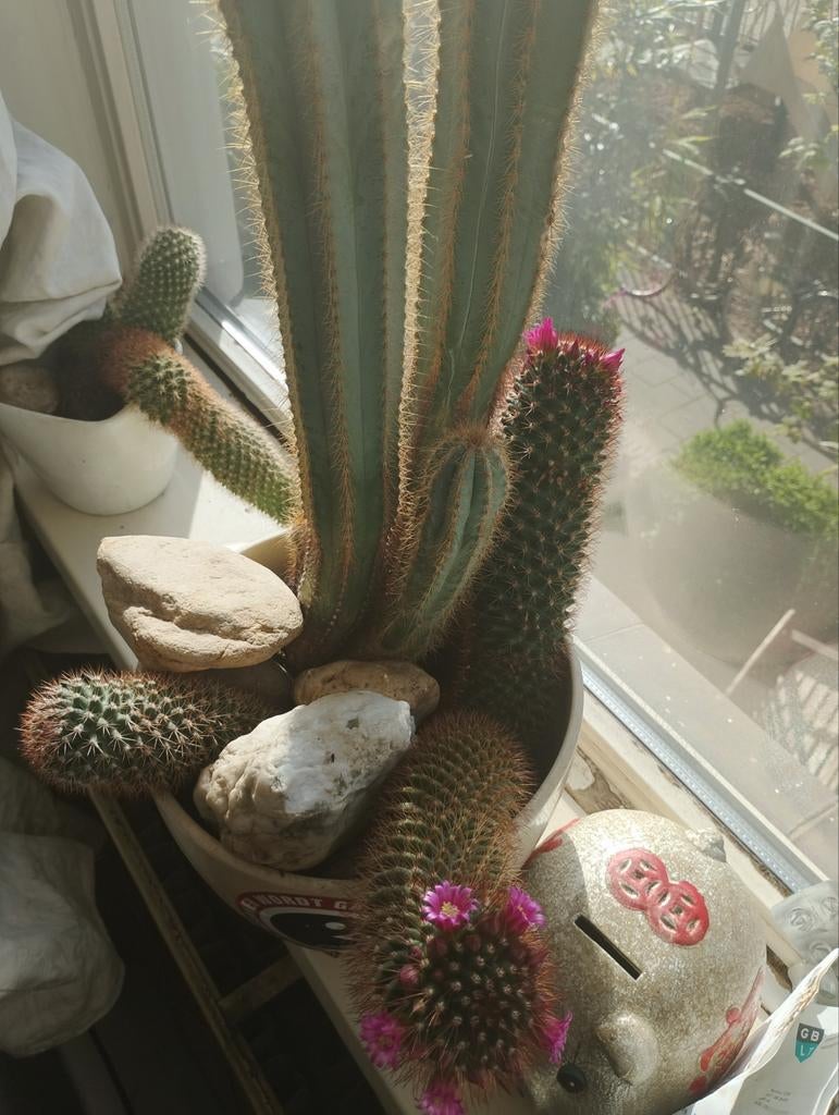 Cactussen groot, Ophalen, 100 tot 150 cm, Halfschaduw, Cactus