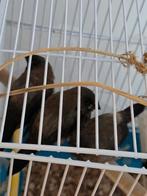 Japanse Meeuwtjes, Dieren en Toebehoren, Vogels | Overige Vogels, Meerdere dieren