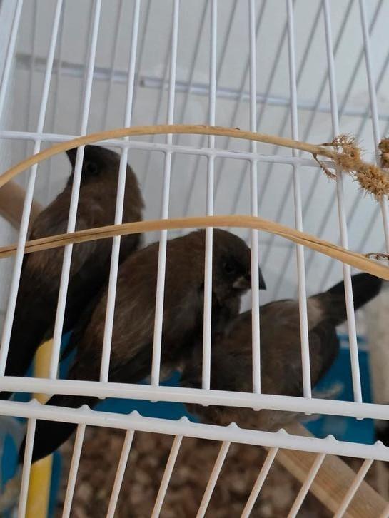 Japanse Meeuwtjes, Dieren en Toebehoren, Vogels | Overige Vogels, Meerdere dieren