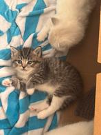 Katten en kittens, Dieren en Toebehoren, Meerdere dieren