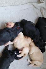 Golden Retriever/Duitse Herderpups: tijdelijk gereserveerd, Dieren en Toebehoren, Honden | Niet-rashonden, 8 tot 15 weken, Meerdere