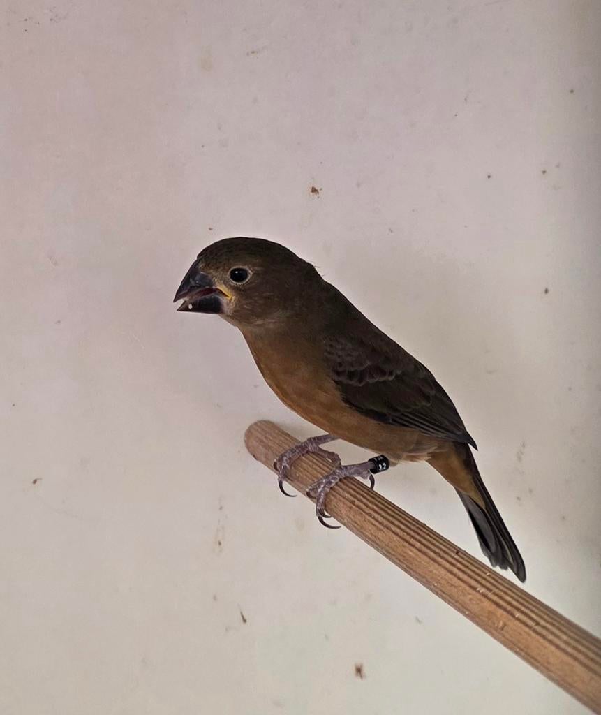 twatwa / twa twa jongeman, Dieren en Toebehoren, Mannelijk, Tropenvogel, Geringd