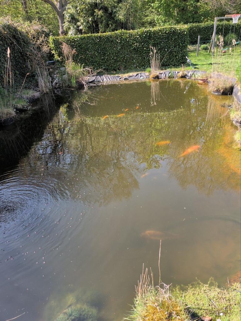 Gezocht vissen voor deze vijver, Ophalen of Verzenden