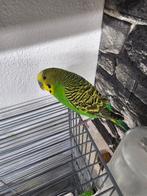 Parkieten, Dieren en Toebehoren, Meerdere dieren, Parkiet