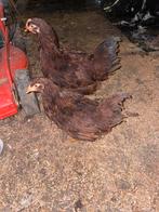 Red island kippen hen en haan ook los te koop, Dieren en Toebehoren