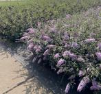 Buddleja laagblijvende soorten | free petite, Ophalen of Verzenden, Overige soorten, Volle zon