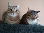 Aangeboden katten oppas in Tiel