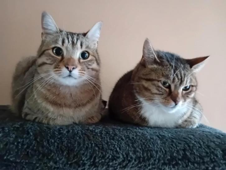 Aangeboden katten oppas in Tiel, Vacatures, Vacatures | Overige Vacatures