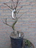 Bonsai: Castanea sativa (Tamme kastanje), Ophalen, Bloeit niet, Halfschaduw, Overige soorten