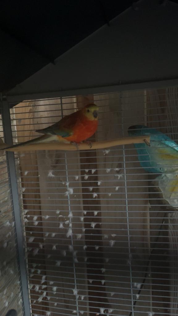 Roodrug parkiet, Mannelijk, Parkiet