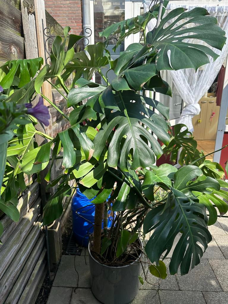 Grote Monstera plant, Huis en Inrichting, Overige soorten, In pot, 150 tot 200 cm, Groene kamerplant