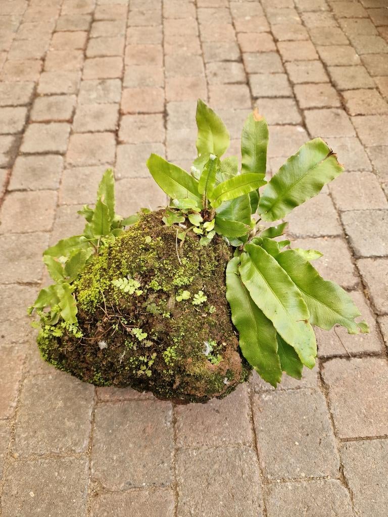unieke grote lava steen met meerdere soorten varens erop, Tuin en Terras, Ophalen, Overige typen