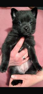 Prachtig Schipperke teefje bij verenigingslid beschikbaar, Parvo, 8 tot 15 weken, Eén hond, Nederland