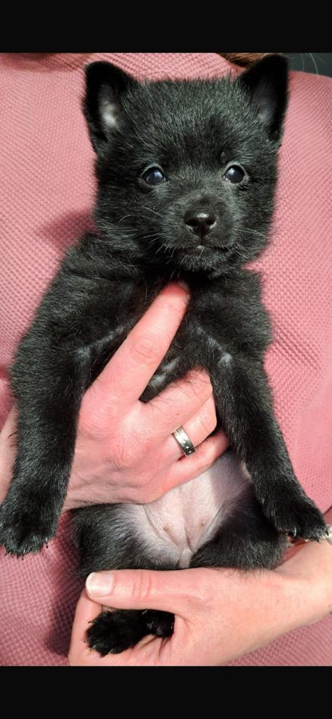 Prachtig Schipperke teefje bij verenigingslid beschikbaar, Dieren en Toebehoren, Honden | Herdershonden en Veedrijvers, Reu, Overige rassen