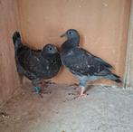 Jonge Braakhuis duiven, Meerdere dieren, Postduif