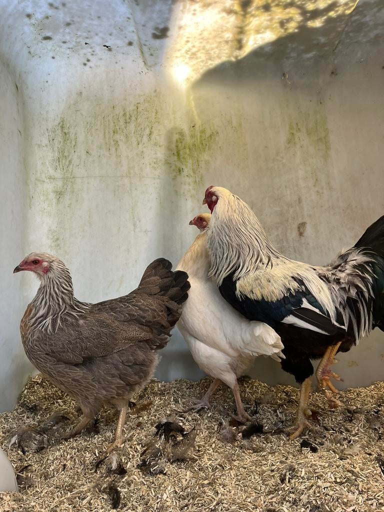 Prachtig mooie trio twentse hoenders, Dieren en Toebehoren, Pluimvee