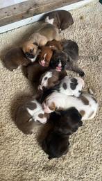 Bordengdog pups, Dieren en Toebehoren, Honden | Bulldogs, Pinschers en Molossers, Bulldog, Meerdere, Meerdere dieren, Nederland
