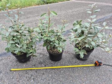 Olijfwilg haagplanten potgekweekt 40-60 cm beschikbaar voor biedingen