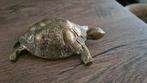Schildpad, Antiek en Kunst, Antiek | Koper en Brons, Ophalen of Verzenden, Koper