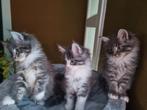 Mainecoon XXL kittens (Russisch)