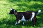 Mooi landgeitje, Dieren en Toebehoren, Schapen, Geiten en Varkens, Vrouwelijk, Geit, 0 tot 2 jaar