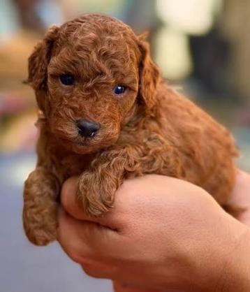 GEZOCHT: Toy poedel pup teefje diep rood beschikbaar voor biedingen