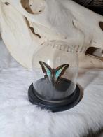 Prachtige blauwe vlinder in glazen stolp, Ophalen of Verzenden, Zo goed als nieuw, Insect, Opgezet dier
