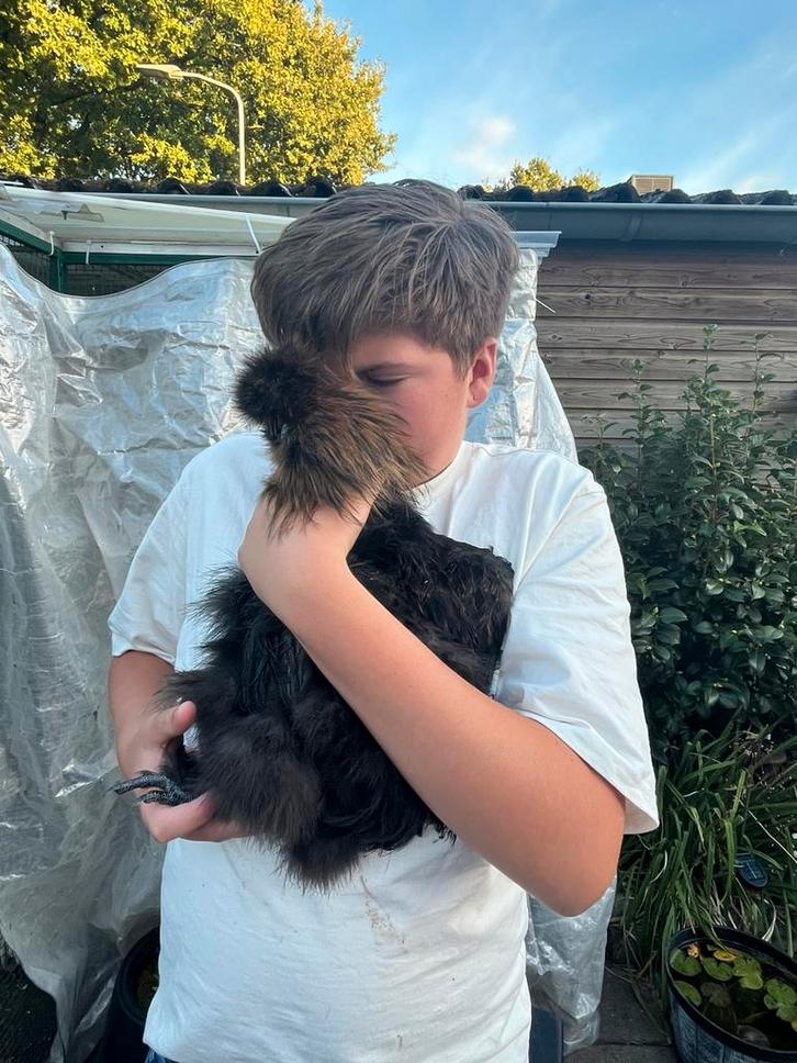 Super lieve zijderhoen haan, Dieren en Toebehoren, Pluimvee, Kip, Mannelijk