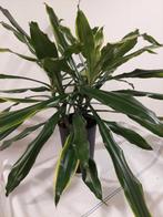 Dracena, Huis en Inrichting, Ophalen, Overige soorten, Halfschaduw, Minder dan 100 cm