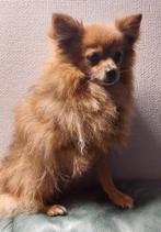 Dwergkeesjes Pomeranian KeesPomeriaan., Dieren en Toebehoren, België, Particulier, Keeshond, CDV (hondenziekte)