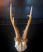 Reebok gewei hert ree, Verzamelen, Ophalen of Verzenden, Zo goed als nieuw, Hert, Gewei of Kop