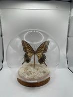 Vlinder in stolp, Nieuwestad 29, Leeuwarden, Nieuw, Ophalen of Verzenden, Deschatkelder@outlook.com