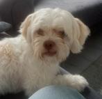 Dekreu maltipoo, Dieren en Toebehoren, Honden | Chihuahua's en Gezelschapshonden, Maltezer, Rabiës (hondsdolheid), 1 tot 2 jaar