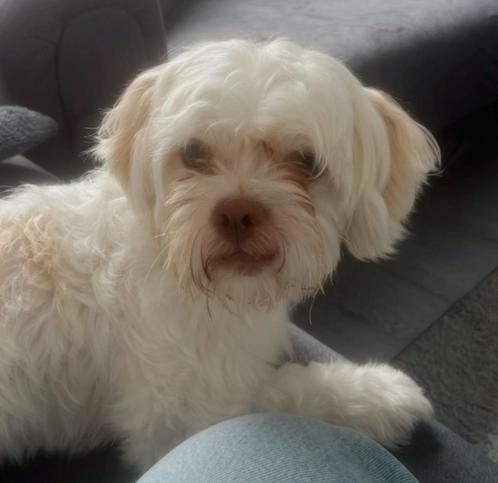 Dekreu maltipoo, Dieren en Toebehoren, Honden | Chihuahua's en Gezelschapshonden, Maltezer, Particulier, Eén hond, Nederland, 1 tot 2 jaar