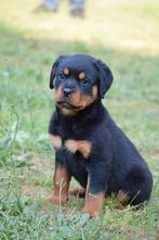 Zeer mooie rasechte rotweiller pups te koop, Dieren en Toebehoren, 8 tot 15 weken, CDV (hondenziekte), Meerdere, Meerdere dieren