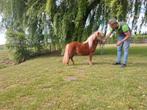 Mooie shetland pony merrie, Dieren en Toebehoren, Merrie, A pony (tot 1.17m), Recreatiepony, 0 tot 2 jaar