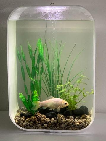 biOrb Life 45 liter aquarium vissenkom z.g.a.n. compleet beschikbaar voor biedingen