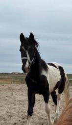Barock Pinto Jaarling Merrie Oasis, Merrie, 165 tot 170 cm, Dressuurpaard, 0 tot 2 jaar