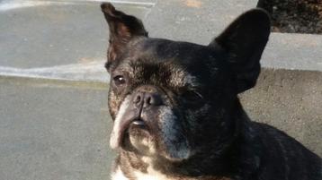 Oppas aangeboden Franse Bulldog ️️️️️ beschikbaar voor biedingen