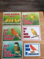 Kanaries 5euro pst, Dieren en Toebehoren, Vogels | Kanaries, Meerdere dieren