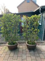 2x vlierbes boom met pot, Ophalen, Bloeit niet, Volle zon, Overige soorten